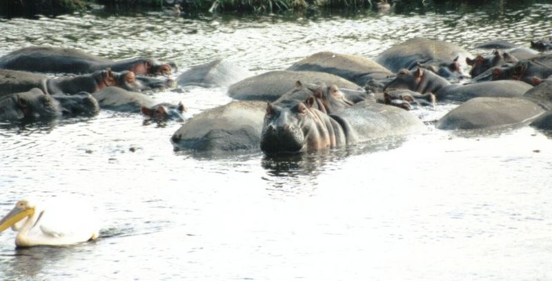 (P:\Africa\Hippo) Dn-a0398.jpg (1/1) (77 K); DISPLAY FULL IMAGE.