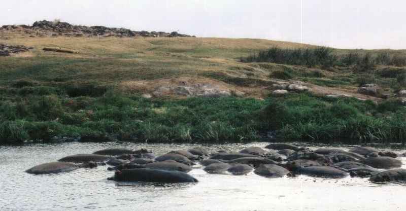 (P:\Africa\Hippo) Dn-a0399.jpg (1/1) (93 K); DISPLAY FULL IMAGE.