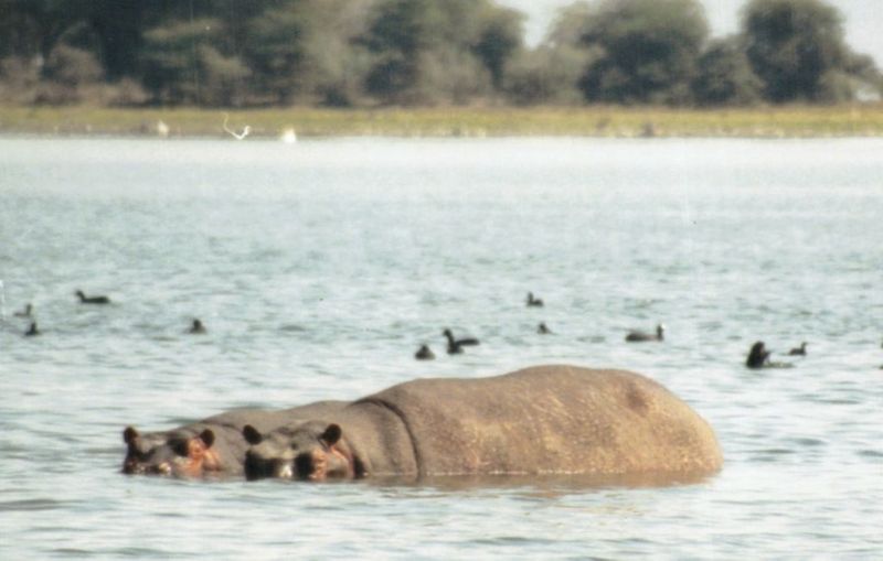 (P:\Africa\Hippo) Dn-a0402.jpg (1/1) (66 K); DISPLAY FULL IMAGE.