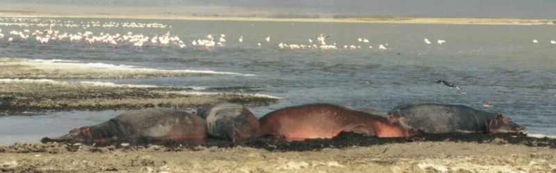 (P:\Africa\Hippo) Dn-a0404.jpg (1/1) (52 K); DISPLAY FULL IMAGE.