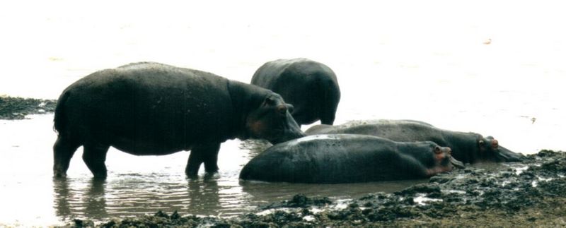 (P:\Africa\Hippo) Dn-a0405.jpg (1/1) (46 K); DISPLAY FULL IMAGE.