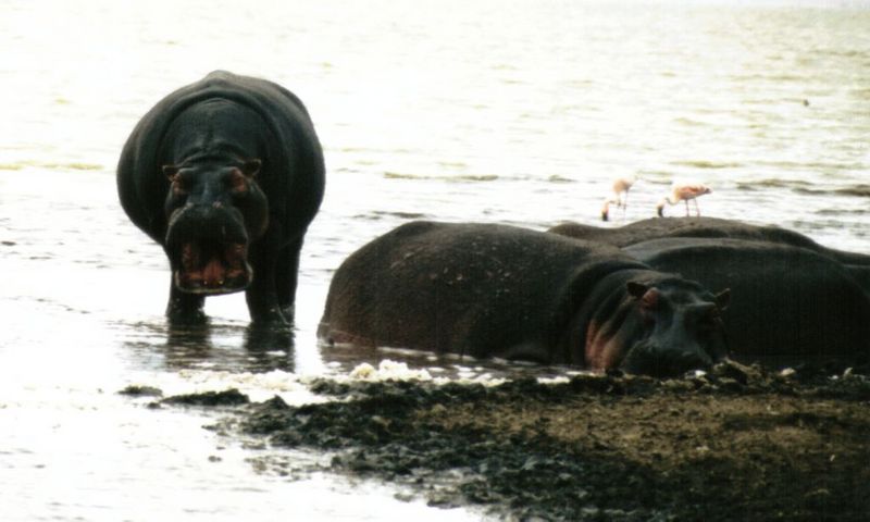 (P:\Africa\Hippo) Dn-a0407.jpg (1/1) (69 K); DISPLAY FULL IMAGE.