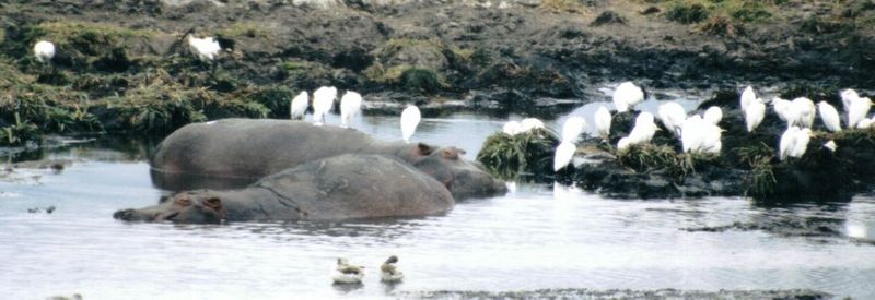 (P:\Africa\Hippo) Dn-a0408.jpg (1/1) (66 K); DISPLAY FULL IMAGE.