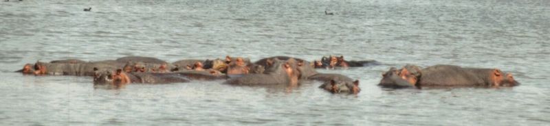 (P:\Africa\Hippo) Dn-a0411.jpg (1/1) (37 K); DISPLAY FULL IMAGE.