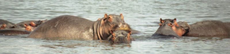 (P:\Africa\Hippo) Dn-a0412.jpg (1/1) (38 K); DISPLAY FULL IMAGE.