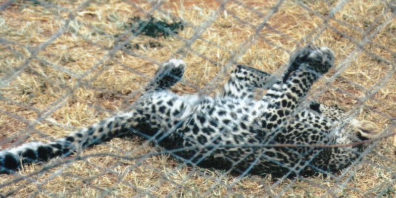 (P:\Africa\Leopard) Dn-a0419.jpg (1/1) (105 K); DISPLAY FULL IMAGE.