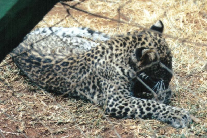 (P:\Africa\Leopard) Dn-a0420.jpg (1/1) (138 K); DISPLAY FULL IMAGE.
