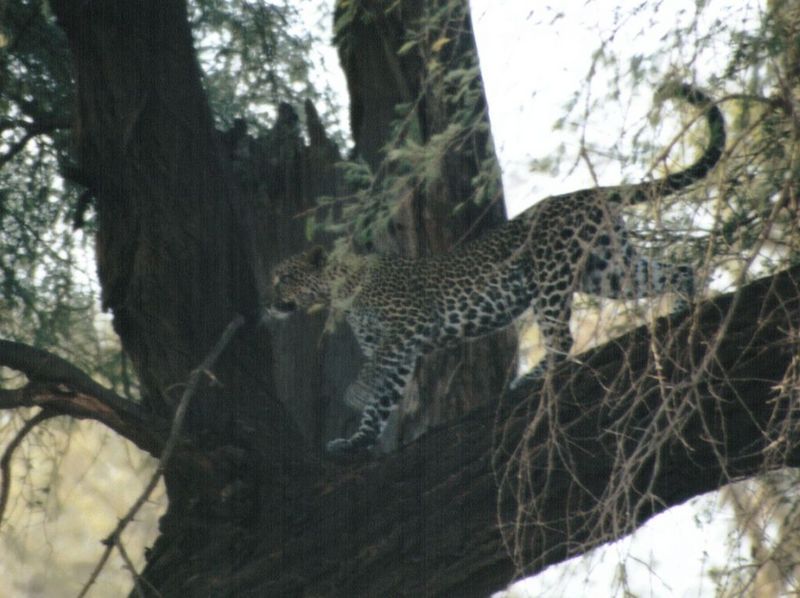 (P:\Africa\Leopard) Dn-a0423.jpg (1/1) (112 K); DISPLAY FULL IMAGE.