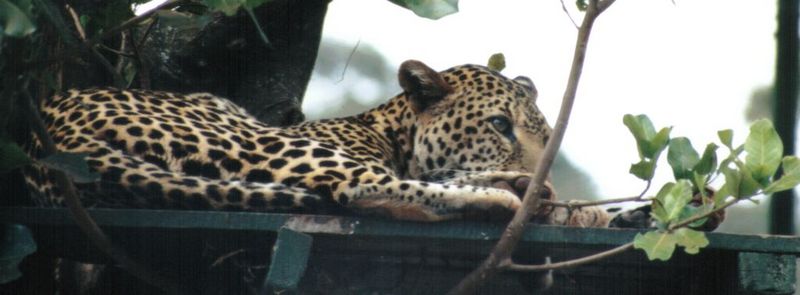 (P:\Africa\Leopard) Dn-a0426.jpg (1/1) (54 K); DISPLAY FULL IMAGE.