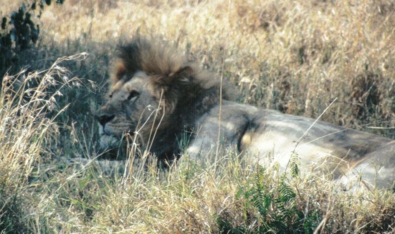 (P:\Africa\Lion) Dn-a0432.jpg (Male African Lion); DISPLAY FULL IMAGE.