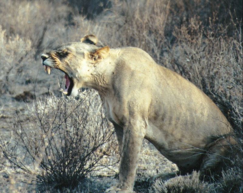 (P:\Africa\Lion) Dn-a0434.jpg (1/1) (126 K); DISPLAY FULL IMAGE.