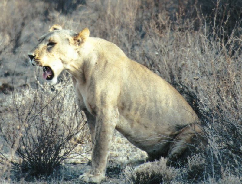 (P:\Africa\Lion) Dn-a0435.jpg (1/1) (135 K); DISPLAY FULL IMAGE.