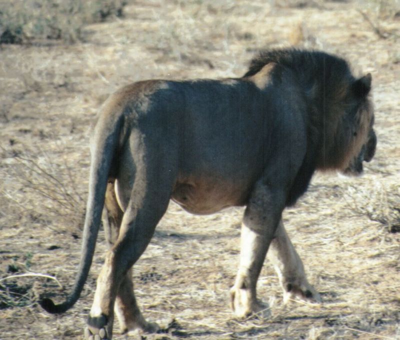 (P:\Africa\Lion) Dn-a0436.jpg (1/1) (104 K); DISPLAY FULL IMAGE.