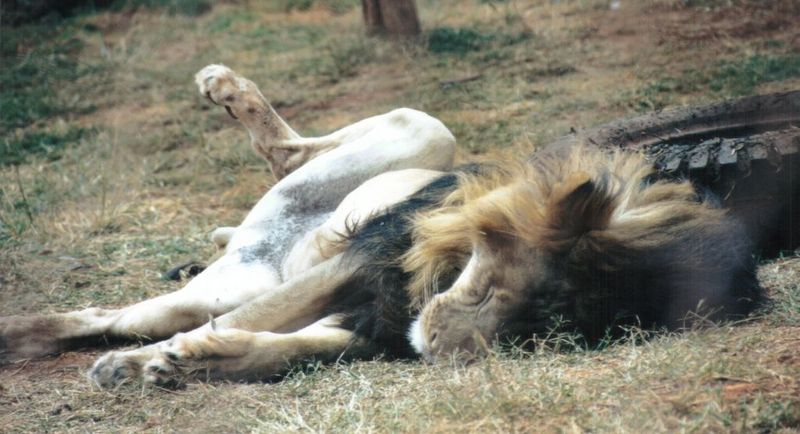 (P:\Africa\Lion) Dn-a0459.jpg (1/1) (96 K); DISPLAY FULL IMAGE.