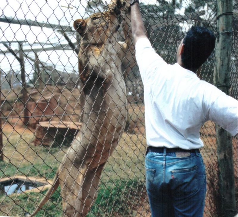 (P:\Africa\Lion) Dn-a0463.jpg (1/1) (126 K); DISPLAY FULL IMAGE.