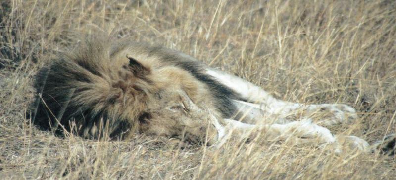 (P:\Africa\Lion) Dn-a0472.jpg (African Lion male); DISPLAY FULL IMAGE.