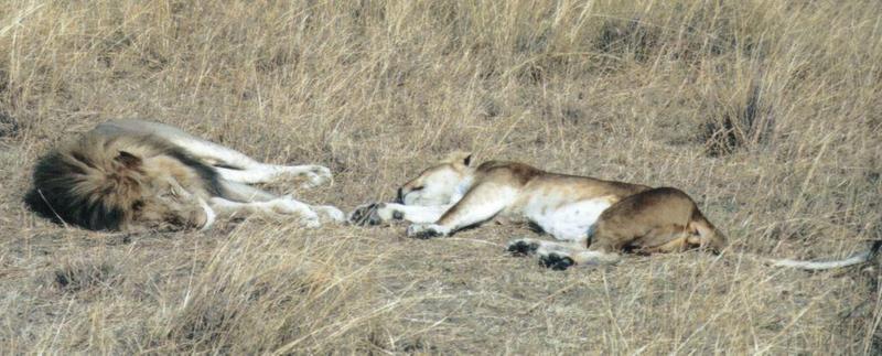 (P:\Africa\Lion) Dn-a0474.jpg (1/1) (93 K); DISPLAY FULL IMAGE.