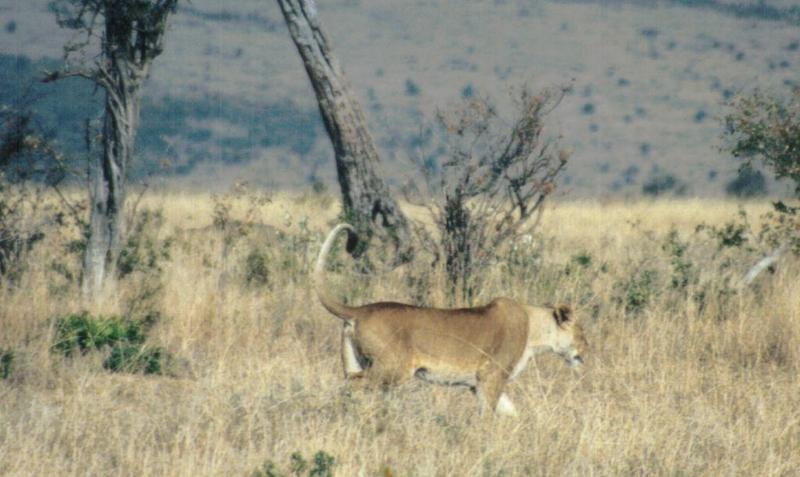 (P:\Africa\Lion) Dn-a0500.jpg (1/1) (88 K); DISPLAY FULL IMAGE.