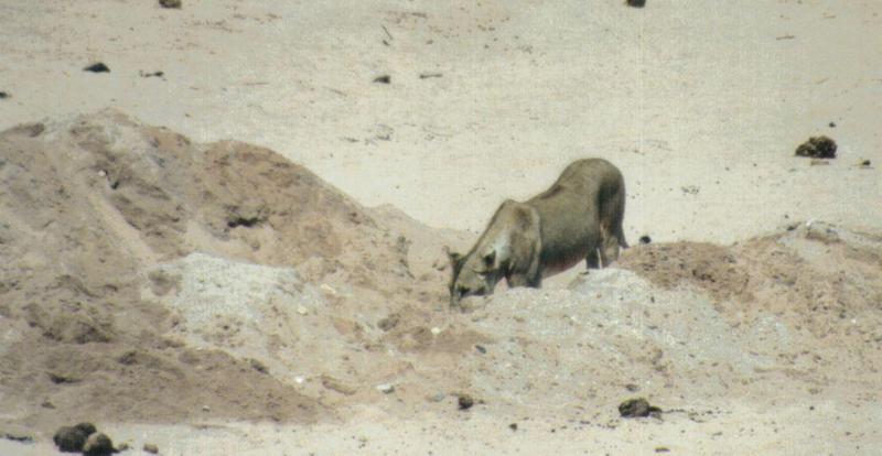 (P:\Africa\Lion) Dn-a0513.jpg (1/1) (70 K); DISPLAY FULL IMAGE.