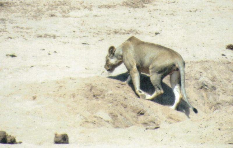 (P:\Africa\Lion) Dn-a0518.jpg (1/1) (56 K); DISPLAY FULL IMAGE.