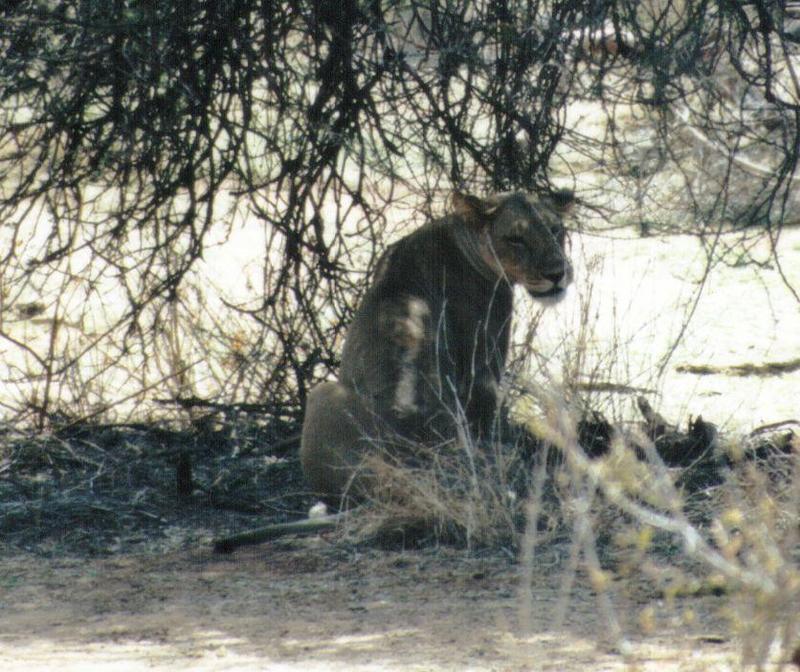 (P:\Africa\Lion) Dn-a0524.jpg (1/1) (126 K); DISPLAY FULL IMAGE.