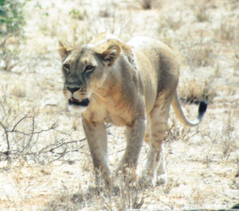 (P:\Africa\Lion) Dn-a0527.jpg (1/1) (92 K); DISPLAY FULL IMAGE.