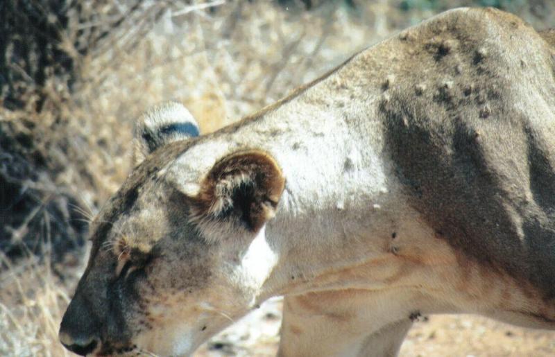 (P:\Africa\Lion) Dn-a0538.jpg (1/1) (98 K); DISPLAY FULL IMAGE.