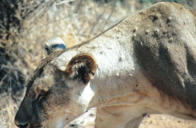 (P:\Africa\Lion) Dn-a0540.jpg (1/1) (98 K); DISPLAY FULL IMAGE.
