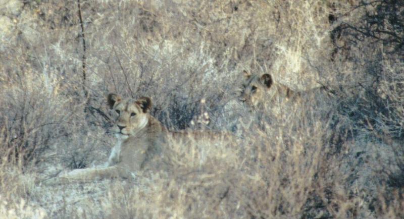 (P:\Africa\Lion) Dn-a0549.jpg (1/1) (95 K); DISPLAY FULL IMAGE.