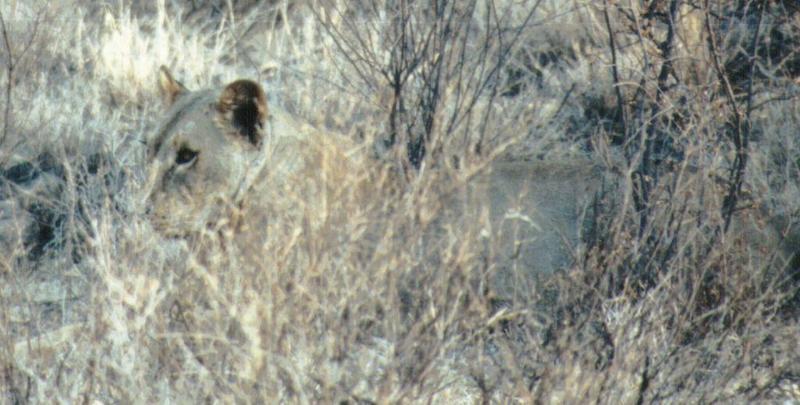 (P:\Africa\Lion) Dn-a0552.jpg (1/1) (94 K); DISPLAY FULL IMAGE.