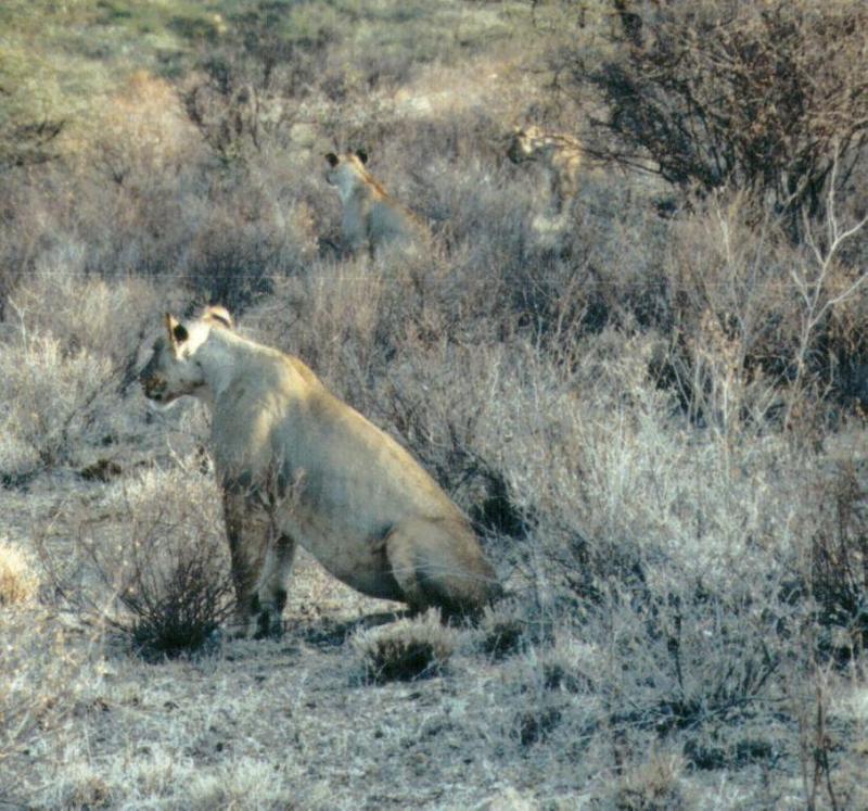 (P:\Africa\Lion) Dn-a0555.jpg (1/1) (121 K); DISPLAY FULL IMAGE.