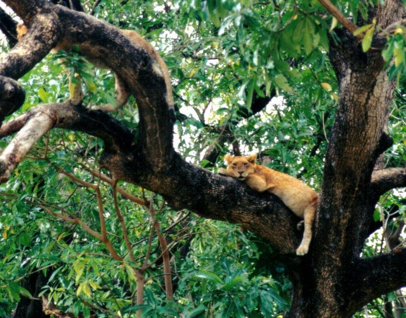 (P:\Africa\Lion-Tree-1) Dn-a0565.jpg (1/1) (172 K); DISPLAY FULL IMAGE.
