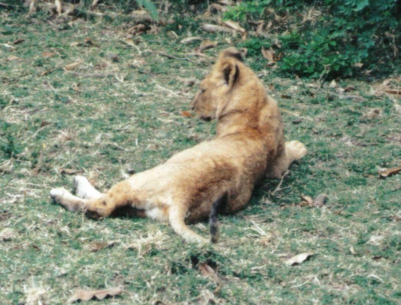 (P:\Africa\Lion-Tree-1) Dn-a0578.jpg (1/1) (149 K); DISPLAY FULL IMAGE.