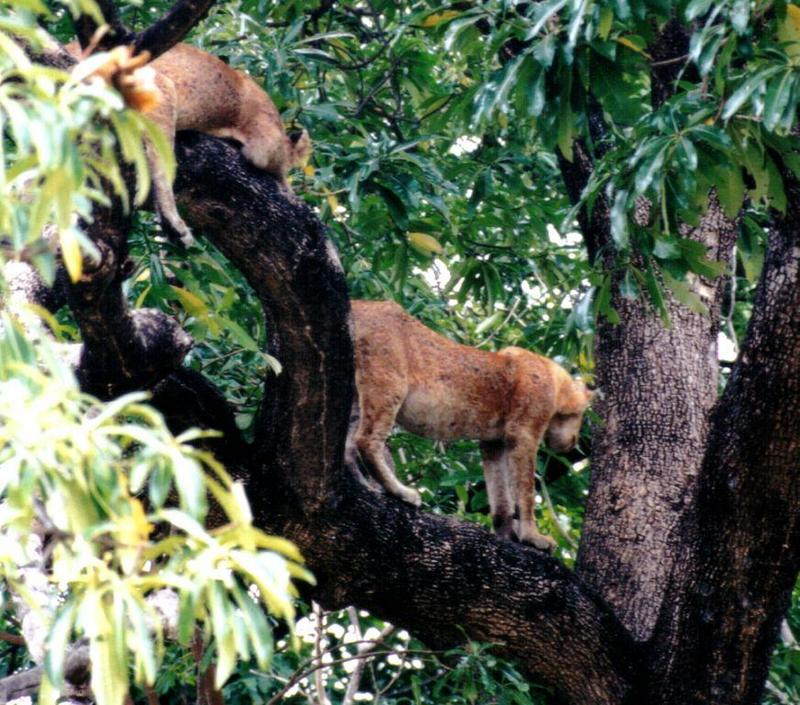 (P:\Africa\Lion-Tree-1) Dn-a0581.jpg (1/1) (149 K); DISPLAY FULL IMAGE.