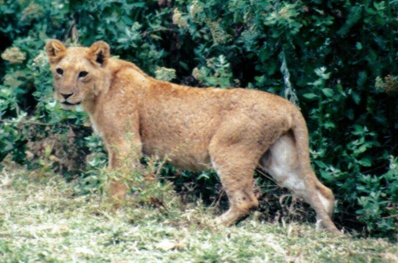 (P:\Africa\Lion-Tree-1) Dn-a0591.jpg (1/1) (124 K); DISPLAY FULL IMAGE.