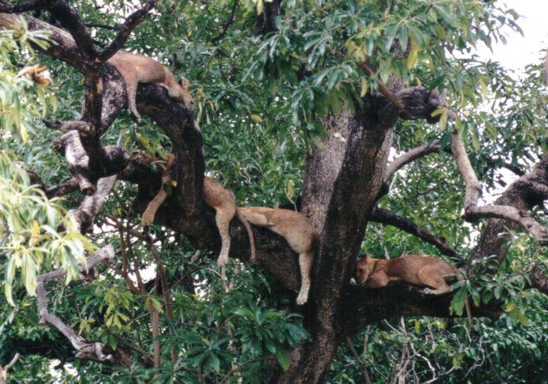 (P:\Africa\Lion-Tree-1) Dn-a0598.jpg (1/1) (170 K); DISPLAY FULL IMAGE.