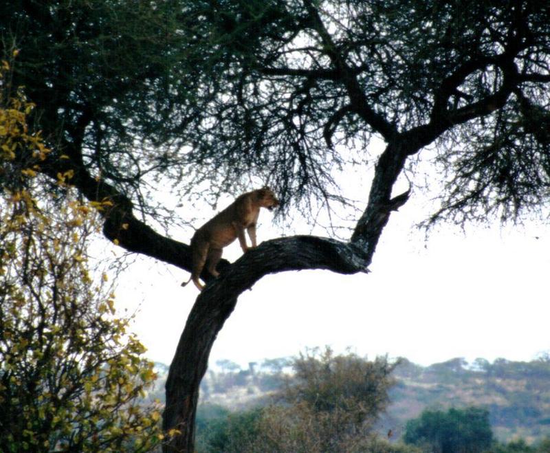 (P:\Africa\Lion-Tree-2) Dn-a0610.jpg (1/1) (141 K); DISPLAY FULL IMAGE.