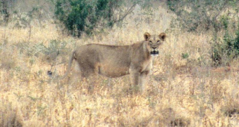 (P:\Africa\Lion-Tree-2) Dn-a0612.jpg (1/1) (76 K); DISPLAY FULL IMAGE.