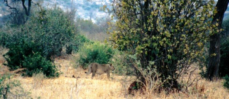 (P:\Africa\Lion-Tree-2) Dn-a0618.jpg (1/1) (102 K); DISPLAY FULL IMAGE.