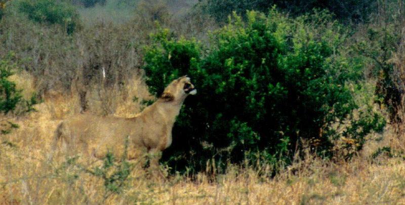 (P:\Africa\Lion-Tree-2) Dn-a0625.jpg (1/1) (110 K); DISPLAY FULL IMAGE.