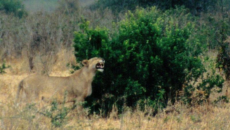 (P:\Africa\Lion-Tree-2) Dn-a0626.jpg (1/1) (102 K); DISPLAY FULL IMAGE.