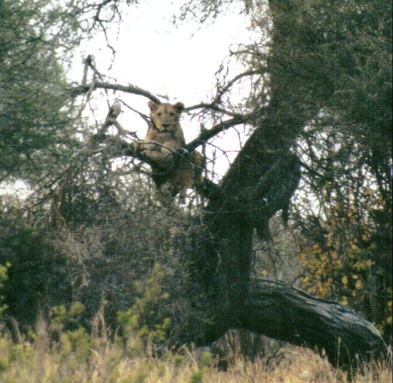 (P:\Africa\Lion-Tree-2) Dn-a0639.jpg (1/1) (123 K); DISPLAY FULL IMAGE.