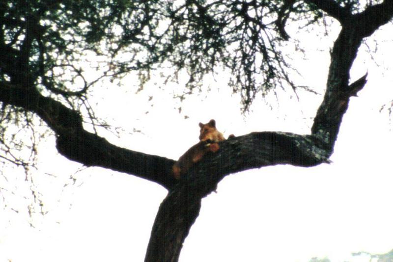 (P:\Africa\Lion-Tree-2) Dn-a0643.jpg (1/1) (88 K); DISPLAY FULL IMAGE.