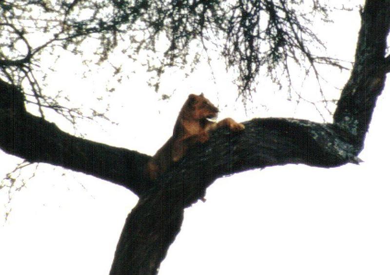 (P:\Africa\Lion-Tree-2) Dn-a0644.jpg (1/1) (74 K); DISPLAY FULL IMAGE.