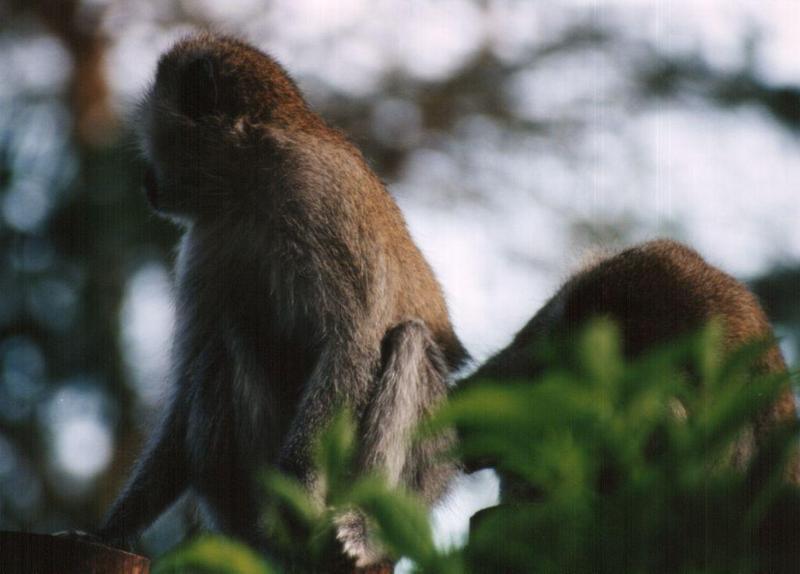(P:\Africa\Primate) Dn-a0673.jpg (1/1) (69 K); DISPLAY FULL IMAGE.