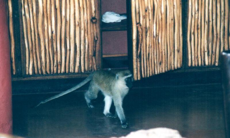 (P:\Africa\Primate) Dn-a0674.jpg (Vervet Monkey); DISPLAY FULL IMAGE.