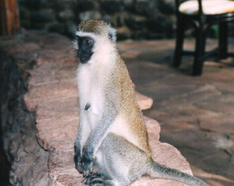 (P:\Africa\Primate) Dn-a0675.jpg (1/1) (82 K); DISPLAY FULL IMAGE.