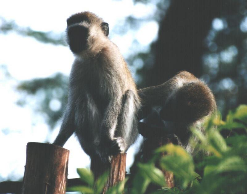 (P:\Africa\Primate) Dn-a0676.jpg (1/1) (63 K); DISPLAY FULL IMAGE.