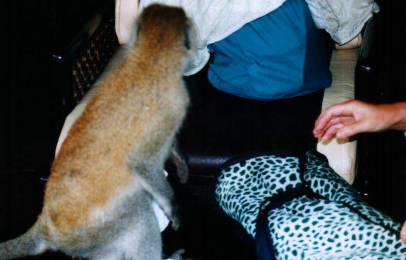 (P:\Africa\Primate) Dn-a0677.jpg (1/1) (72 K); DISPLAY FULL IMAGE.
