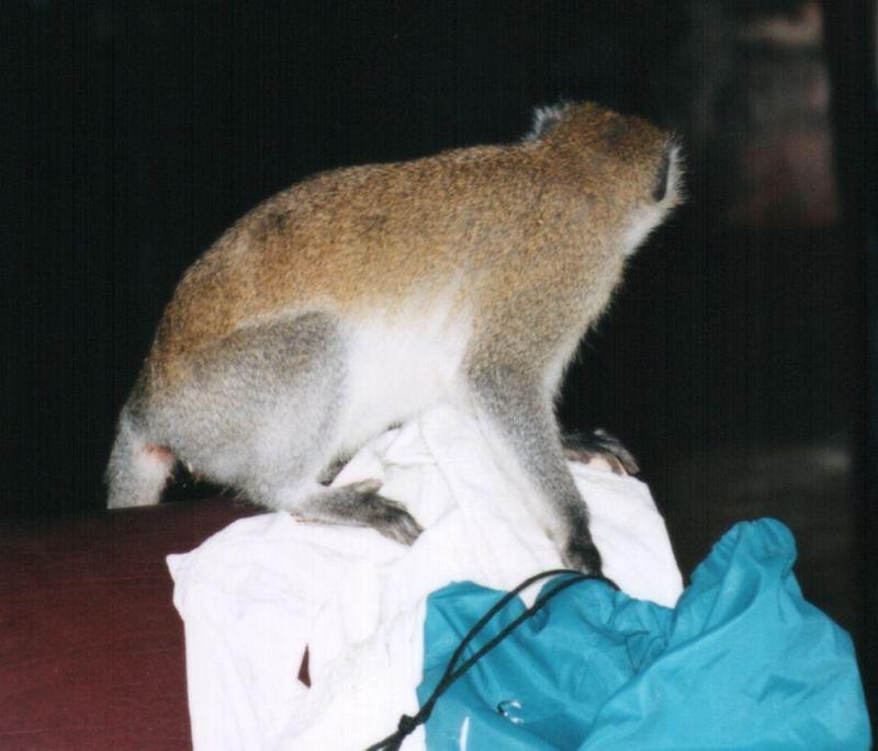 (P:\Africa\Primate) Dn-a0678.jpg (1/1) (64 K); DISPLAY FULL IMAGE.
